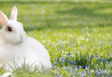 Felelős állattartásra szólit fel minket az állatkert