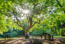 Új erdőrezervátum a Pilisi Parkerdőben