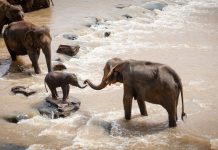 Újraindult az elefántvadászat Botswanában