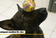„A kutya és kutyavezető közötti kötelék annyira szoros, hogy nagyon nehéz róla beszélni”