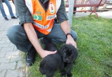 Állatkínzóktól mentett meg kiskutyákat a NAV