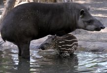Három lehetőség közül lehet szavazni az Állatkert új tapírjának nevére