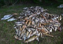 600 kilogramm haltetemet emeltek ki a Duna mellékfolyójából