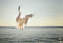 120 km/h-val szállt az arcába egy sirály – videó