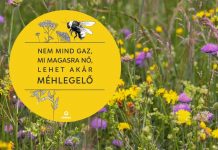 Ezért kellenek a méhlegelők Budapestre